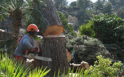 Contenedores para recogida de poda, ¿cuál necesito?