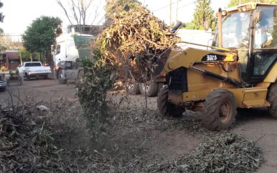 ¿Dónde tirar los restos de poda?
