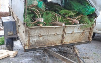 Empresa de contenedores de poda en Madrid: recogida y reciclaje eficiente
